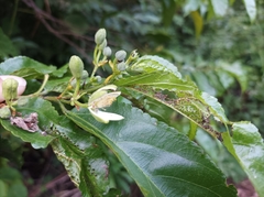 Grewia prunifolia