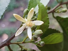 Grewia prunifolia