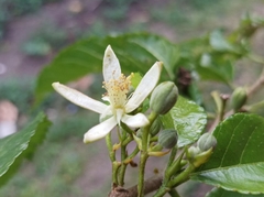 Grewia prunifolia