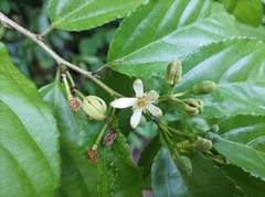 Grewia prunifolia