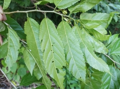 Grewia prunifolia