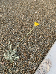 Baileya multiradiata