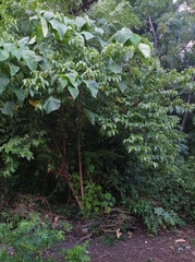 Grewia prunifolia