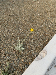 Baileya multiradiata