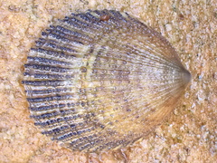 Helcion pectunculus