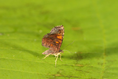 Cyclomia minuta