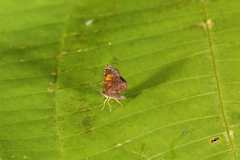 Cyclomia minuta