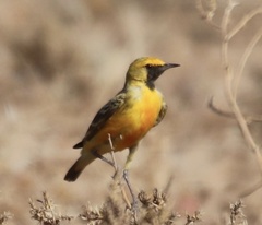 Epthianura aurifrons