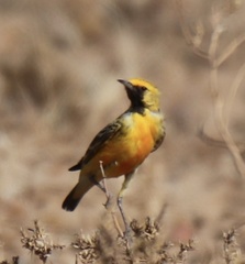 Epthianura aurifrons
