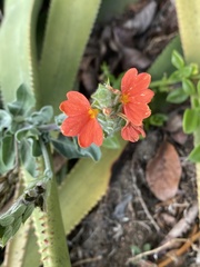 Crossandra mucronata