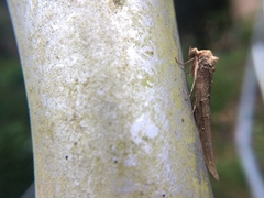 Lophoptera longipennis