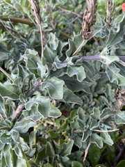 Crossandra mucronata