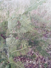 Albizia amara sericocephala