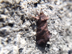 Callopistria placodoides