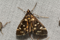 Diathrausta ochreipennis