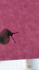 Trochulus hispidus