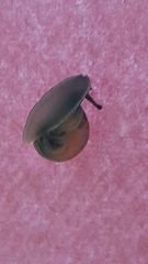 Trochulus hispidus