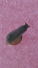 Trochulus hispidus