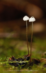Rhizomarasmius setosus