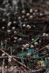 Marasmius wettsteinii