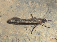 Ypsolopha