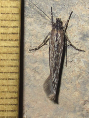 Ypsolopha
