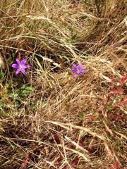 Brodiaea coronaria