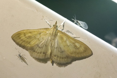 Paratalanta pandalis