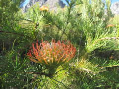 Leucospermum lineare