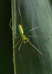 Tetragnatha squamata