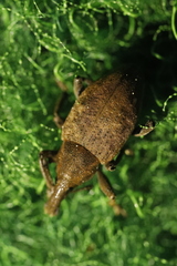 Lepyrus capucinus