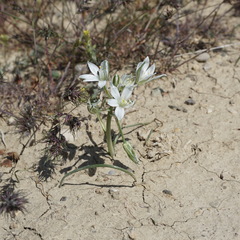 Ornithogalum navaschinii
