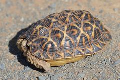 Psammobates tentorius verroxii