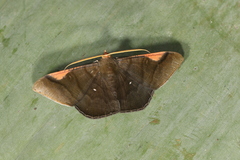 Sphacelodes vulneraria