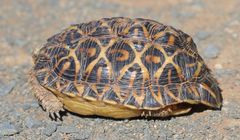 Psammobates tentorius verroxii