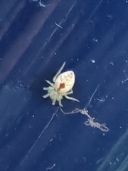 Nigma puella