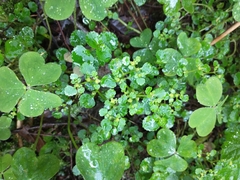 Chrysosplenium glechomifolium