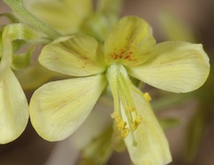 Hoffmannseggia drepanocarpa