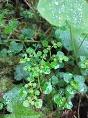 Chrysosplenium glechomifolium