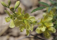 Hoffmannseggia drepanocarpa