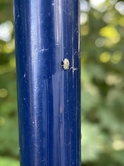 Nigma puella