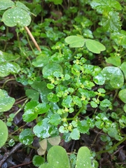 Chrysosplenium glechomifolium