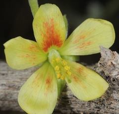 Hoffmannseggia drepanocarpa