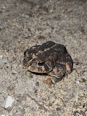 Anaxyrus terrestris