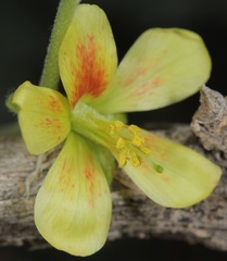 Hoffmannseggia drepanocarpa