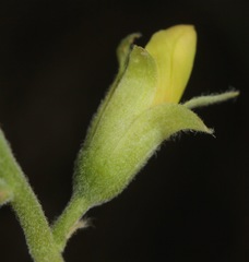 Hoffmannseggia drepanocarpa