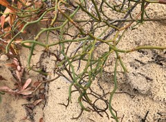 Daviesia brevifolia