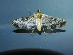 Rhimphalea lindusalis