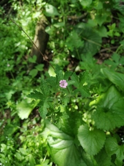 Geranium divaricatum