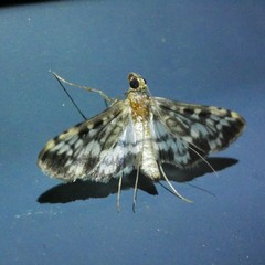 Rhimphalea lindusalis